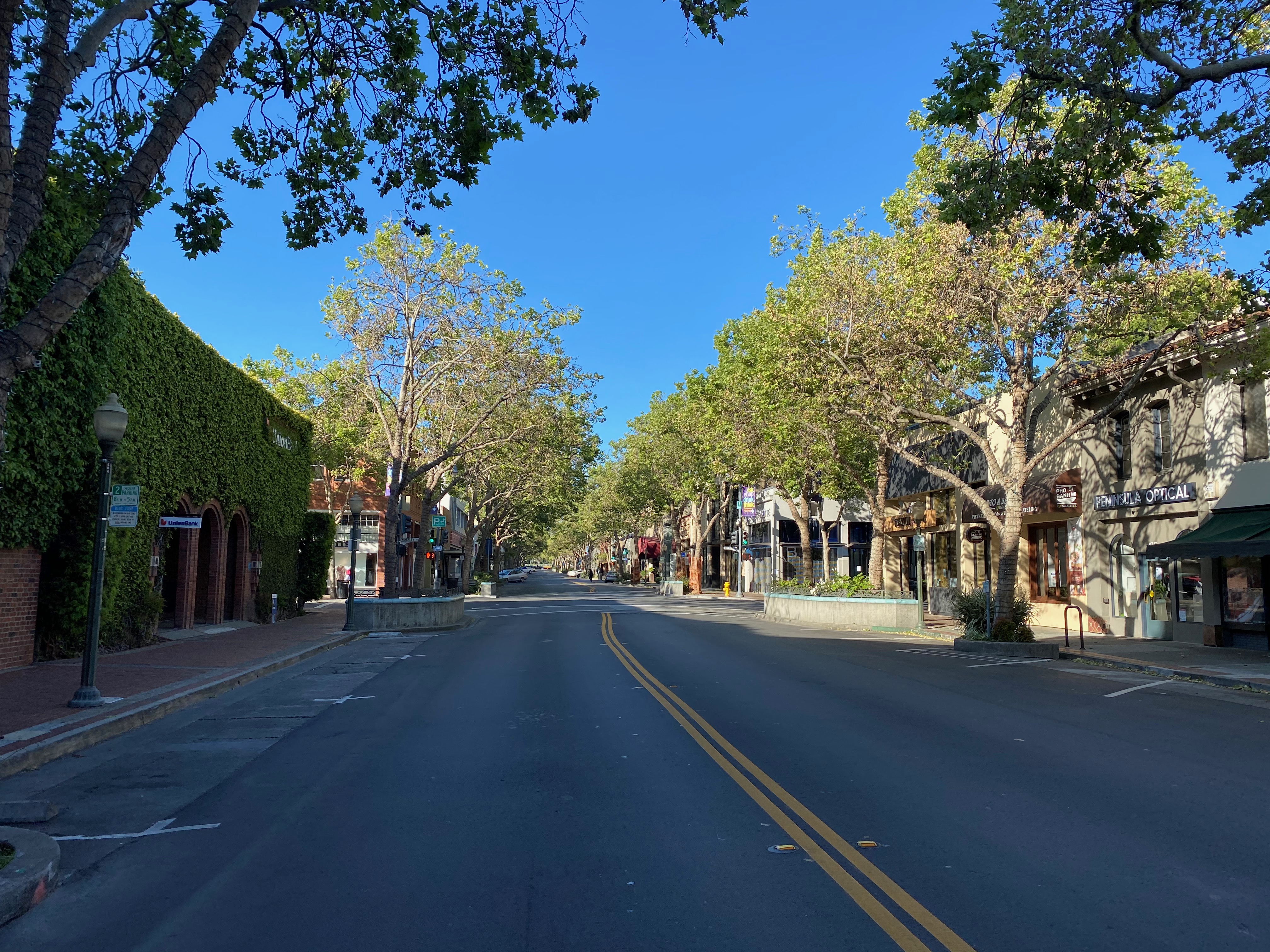 Tree-lined University Avenue at Waverley Street in downtown Palo Alto, photographed in 2020